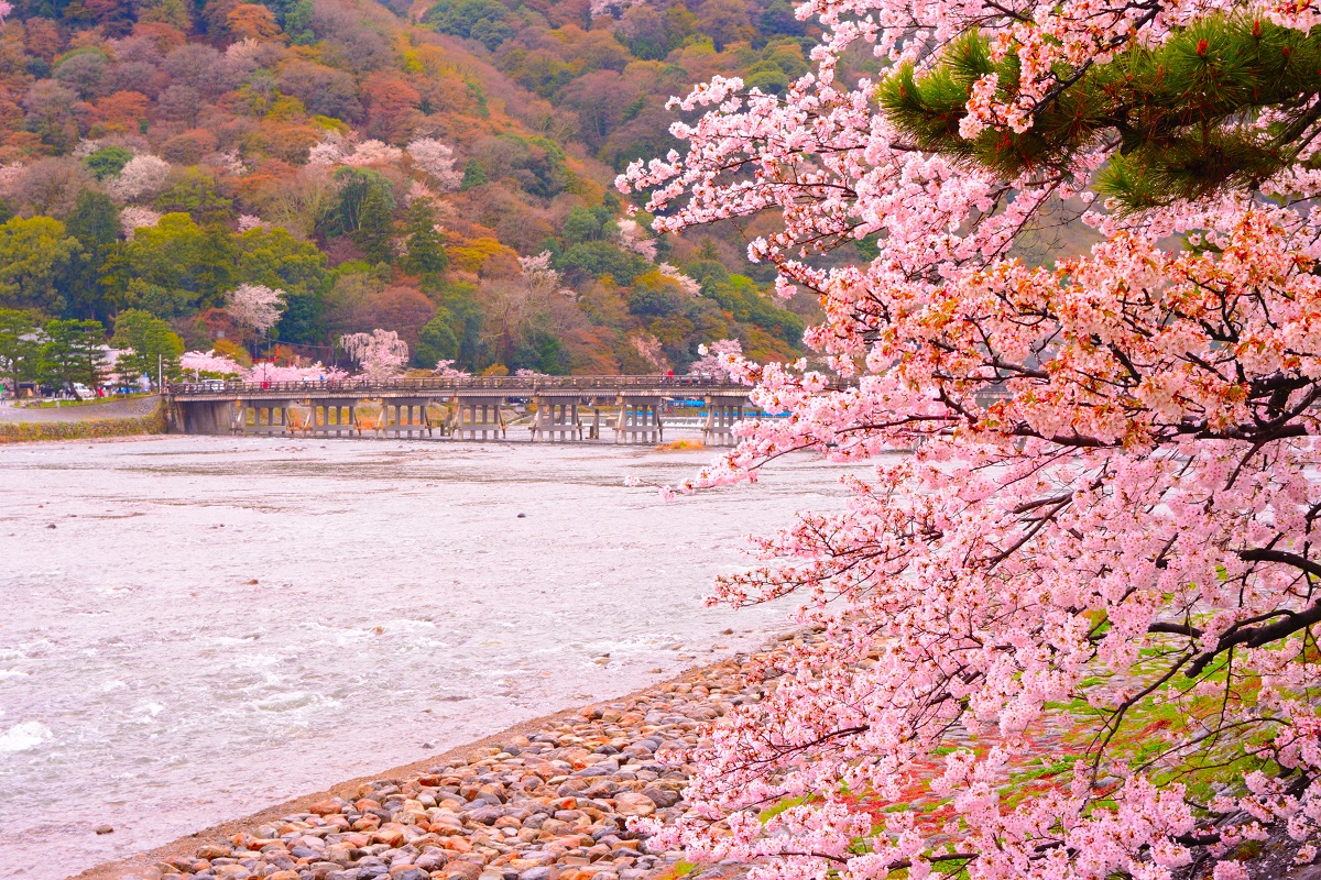 sakura-osaka-takayama-5d3n