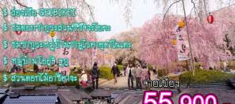 เซนได-ฟุคุชิมะ-ทุ่งดอกไม้นานาพรรณ-ชมซากุระ 7 วัน 4 คืน 0