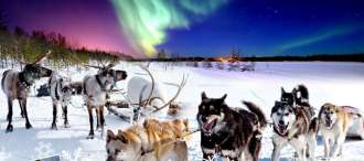 Siberian Husky ,Reindeer and Aurora Hunting รัสเซีย ตามล่าแสงเหนือ 7 วัน 5 คืน โดยสายการบินไทย (TG) 0