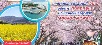 BUSAN CHERRY BLOSSOM FESTIVAL  0